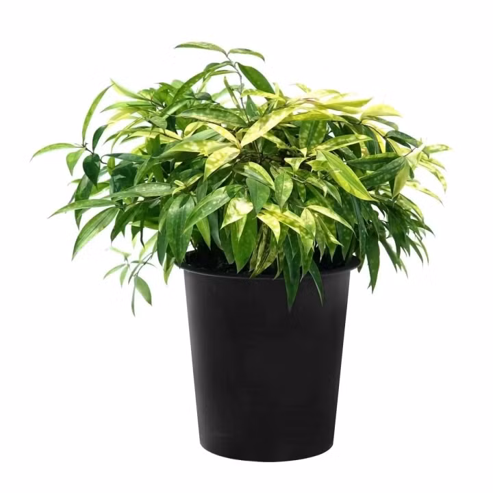 Trúc nhật là loài cây dễ chăm sóc.