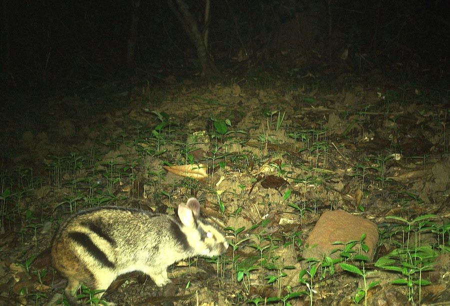 Thỏ vằn Trường Sơn