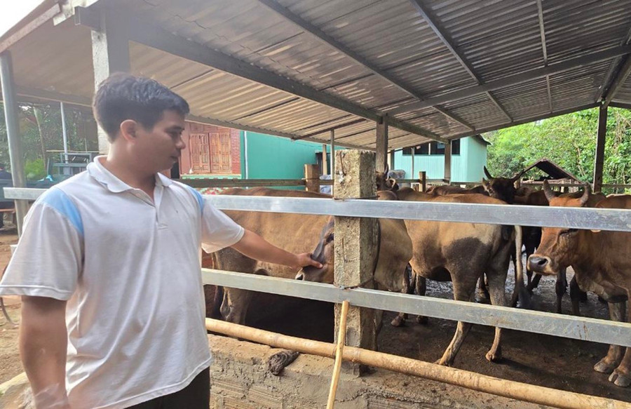 Anh Phiếu bên đàn bò nuôi của gia đình. Ảnh: Hoành Sơn