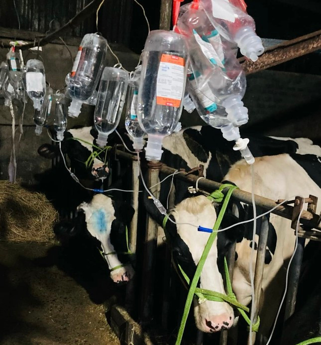 Người dân truyền thuốc để tăng sức đề kháng cho bò Người dân truyền thuốc để tăng sức đề kháng cho bò