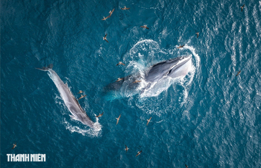 Bức ảnh của nhiếp ảnh gia Phạm Huy Trung đoạt giải khuyến khích ở hạng mục Động vật hoang dã, chụp hai con cá voi Bryde cùng nhau săn mồi vào tháng 8.2022 ở vùng biển Đề Gi, một điểm đến hoang sơ thuộc xã Cát Khánh, huyện Phù Cát, cách TP.Quy Nhơn hơn 40 km.