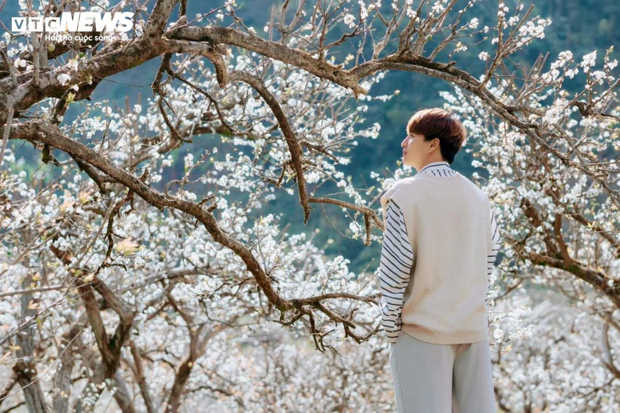 Thung lũng mận bung tỏa sắc trắng tinh khôi tạo nên cảnh sắc thiên nhiên hùng vĩ tuyệt đẹp. Nơi đây trở thành địa điểm du lịch thu hút hàng nghìn du khách đến tham quan, chụp ảnh mỗi ngày.