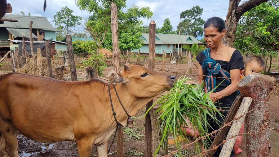 Hội viên phụ nữ huyện Chư Păh chăm sóc con bò giống được trao tặng. Ảnh: Khánh Phong Hội viên phụ nữ huyện Chư Păh chăm sóc con bò giống được trao tặng. Ảnh: Khánh Phong