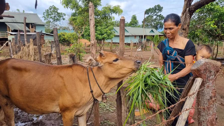 Hội viên phụ nữ huyện Chư Păh chăm sóc con bò giống được trao tặng. Ảnh: Khánh Phong