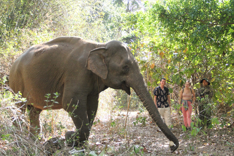 Du khách người nước ngoài thích thú khi thấy voi được tự do trong rừng. Ảnh: Tiến Thoại