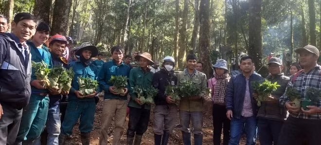 Huyện Tu Mơ Rông trao sâm giống Ngọc Linh do Thủ tướng Chính phủ Phạm Minh Chính tặng. (Ảnh: Cao Nguyên/TTXVN)