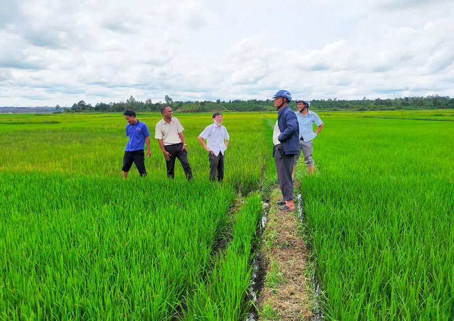 Mô hình trông lúa chất lượng cao J02 tại xã Ia Dêr. Ảnh: Lê Nam