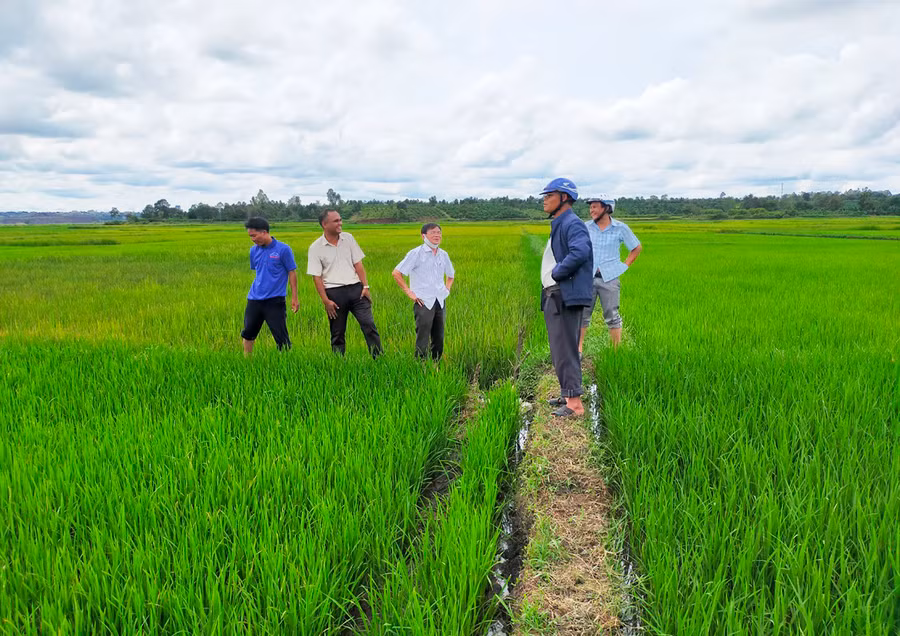 Mô hình trông lúa chất lượng cao J02 tại xã Ia Dêr. Ảnh: Lê Nam