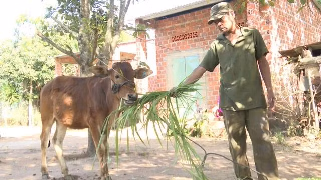 Những con bò được hỗ trợ chỉ nhỏ như con bê. Ảnh: TRANG ANH