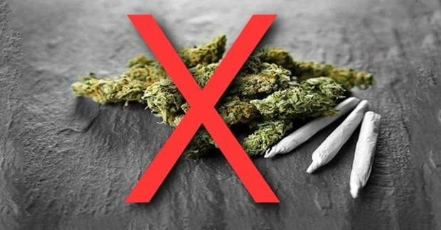 Cỏ Mỹ gây ảo giác mạnh, loạn thần. (Ảnh: Bệnh viện cung cấp) Cỏ Mỹ gây ảo giác mạnh, loạn thần. (Ảnh: Bệnh viện cung cấp)