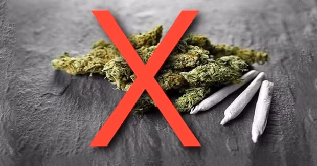 Cỏ Mỹ gây ảo giác mạnh, loạn thần. (Ảnh: Bệnh viện cung cấp)