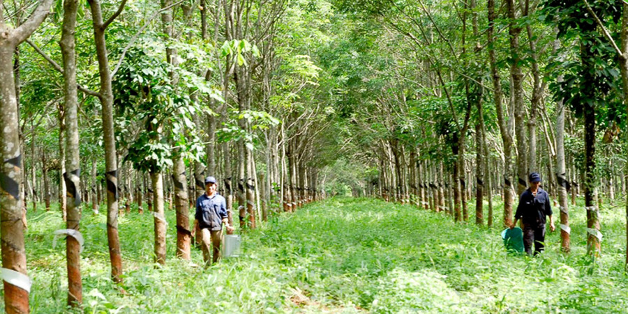 Công nhân kiểm tra, chăm sóc vườn cây cao su. Ảnh: Đức Thụy Công nhân kiểm tra, chăm sóc vườn cây cao su. Ảnh: Đức Thụy