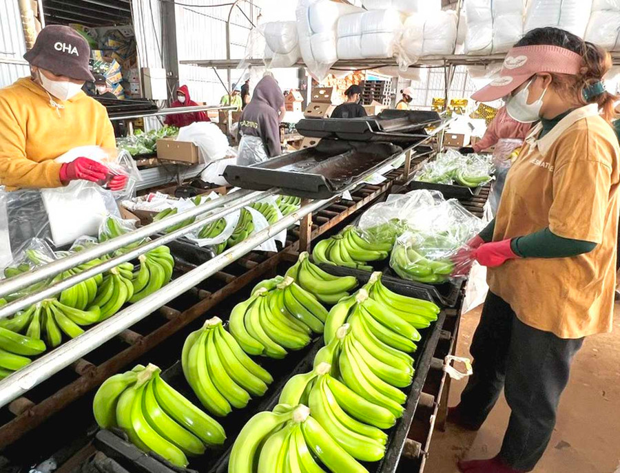 Công ty cổ phần Nông nghiệp công nghệ cao Hưng Sơn quan tâm đời sống công nhân. Ảnh: Đinh Yến Công ty cổ phần Nông nghiệp công nghệ cao Hưng Sơn quan tâm đời sống công nhân. Ảnh: Đinh Yến