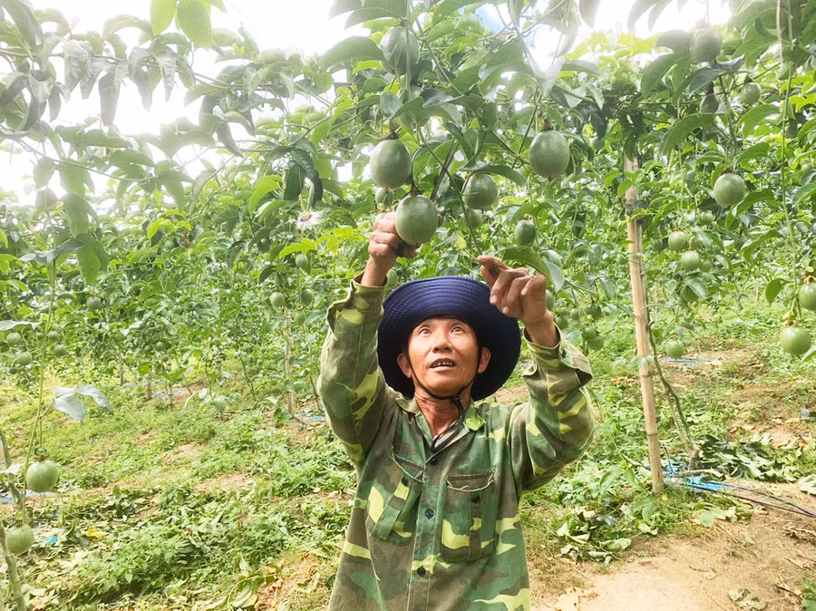 Ông Hồ Văn Sang (thôn 3, thị trấn Đak Pơ) chăm sóc vườn chanh dây của gia đình. Ảnh: T.D