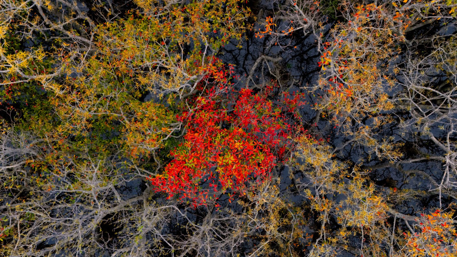 Vào thu, những cánh rừng ngập mặn bắt đầu thay lá, chuyển sang sắc vàng đỏ rực rỡ.ẢNH: BÌNH THIÊN Vào thu, những cánh rừng ngập mặn bắt đầu thay lá, chuyển sang sắc vàng đỏ rực rỡ.ẢNH: BÌNH THIÊN