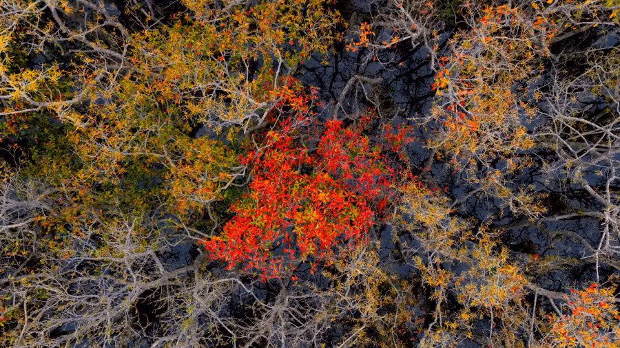 Vào thu, những cánh rừng ngập mặn bắt đầu thay lá, chuyển sang sắc vàng đỏ rực rỡ.ẢNH: BÌNH THIÊN