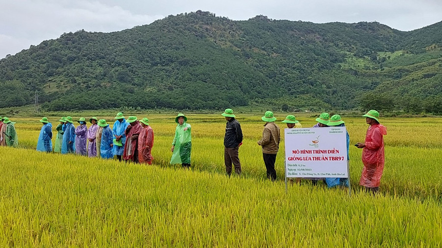 Mô hình trình diễn giống lúa TBR97 tại xã Chư Đang Ya (huyện Chư Păh) trong vụ mùa 2023. Ảnh: Vĩnh Hoàng
