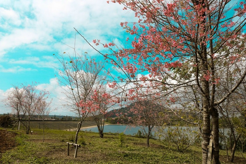 Cùng với anh đào Nhật, thì ở đường bờ hồ thủy điện Vĩnh Sơn có thêm sắc hồng của mai anh đào Đà Lạt. Ảnh: THU DỊU