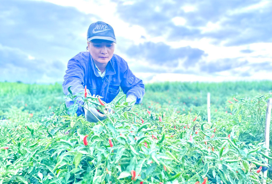 Từ khi chuyển đổi diện tích mía kém hiệu quả sang trồng ớt, thu nhập của gia đình bà Nguyễn Thị Phương (thôn 3, xã Đak Hlơ) ngày một tăng. Ảnh: M.N