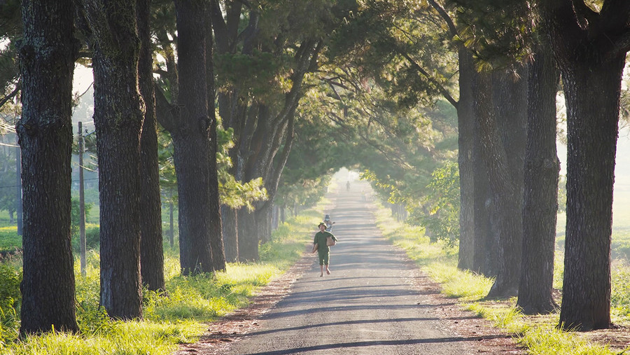 Hàng thông cổ thụ xã Nghĩa Hưng. Ảnh: CTV Hàng thông cổ thụ xã Nghĩa Hưng. Ảnh: CTV