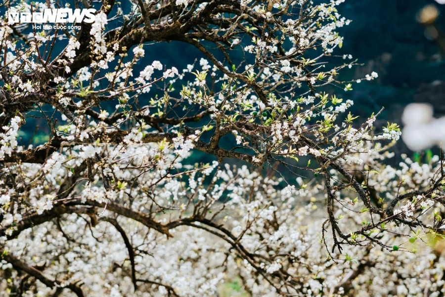 Mận ở thung lũng Bảo Bảo thường được trồng thành hàng lối, cây lớn, hoa nở đều, mang lại cho người nhìn cảm giác mộc mạc, yên bình.