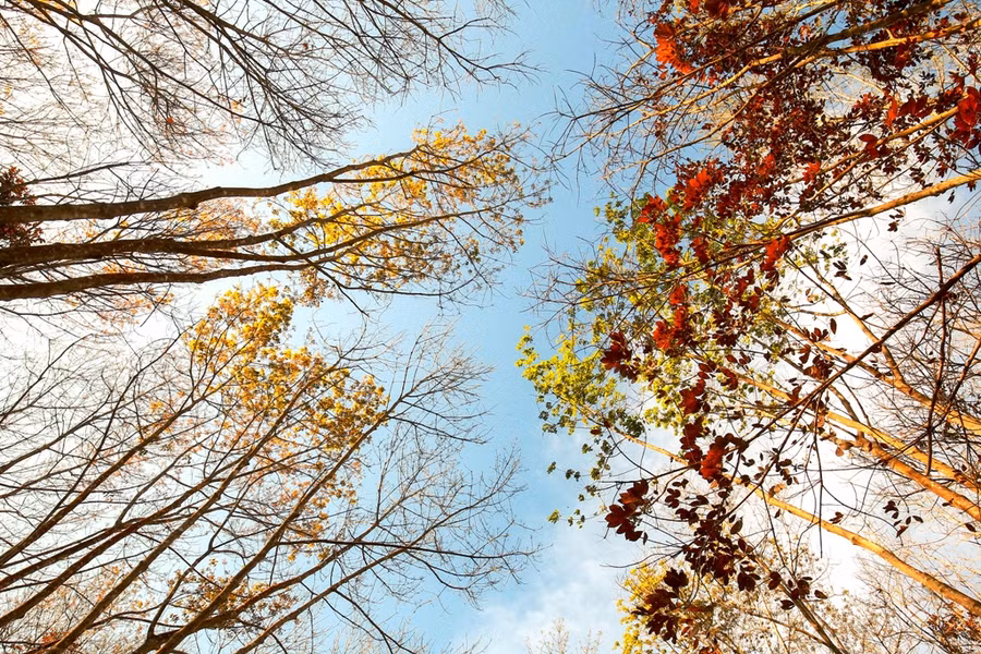 Trong sắc vàng có những cây cao su đâm chồi biếc, báo hiệu mùa Xuân đang về.