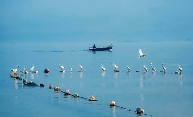 Nguồn thức ăn tự nhiên khu vực biển Đà Nẵng phong phú nên các loài chim hoang dã tìm về. ẢNH: LÊ HUỲNH NGHĨA