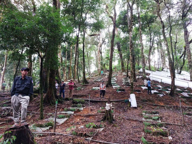 Vườn ươm cây giống sâm Ngọc Linh thật ở huyện Tu Mơ Rông Vườn ươm cây giống sâm Ngọc Linh thật ở huyện Tu Mơ Rông