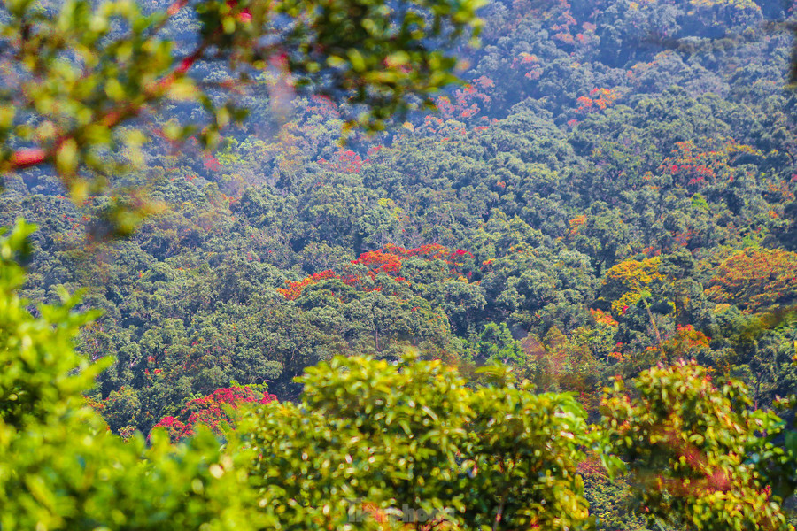 Đứng trên đỉnh Sơn Trà có thể nhìn thấy phong cảnh tuyệt mĩ, từng vạt rừng đua nhau khoe sắc, hoa lim xẹt đua nở, phượng dây đỏ thắm, hoa sim tím ngắt tràn ngập cả lối đi, nhiều cây rừng đang vào mùa thay lá khiến du khách không thể rời mắt. Đứng trên đỉnh Sơn Trà có thể nhìn thấy phong cảnh tuyệt mĩ, từng vạt rừng đua nhau khoe sắc, hoa lim xẹt đua nở, phượng dây đỏ thắm, hoa sim tím ngắt tràn ngập cả lối đi, nhiều cây rừng đang vào mùa thay lá khiến du khách không thể rời mắt.