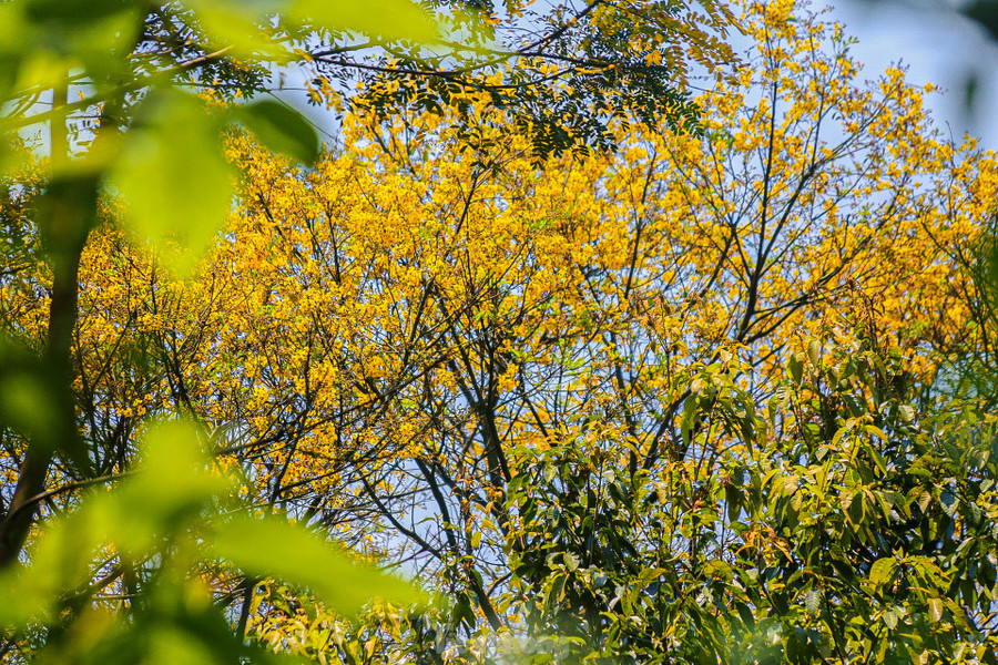 Theo những nhiếp ảnh gia, ngoài việc săn những bức hình đẹp về các loài động thực vật như Voọc, chim, hoa cỏ… việc đến đây giúp họ thư giãn, hít thở không khí trong lành trên cao sau những giờ làm việc mệt mỏi. Theo những nhiếp ảnh gia, ngoài việc săn những bức hình đẹp về các loài động thực vật như Voọc, chim, hoa cỏ… việc đến đây giúp họ thư giãn, hít thở không khí trong lành trên cao sau những giờ làm việc mệt mỏi.