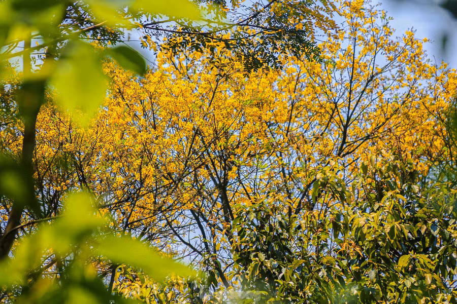 Theo những nhiếp ảnh gia, ngoài việc săn những bức hình đẹp về các loài động thực vật như Voọc, chim, hoa cỏ… việc đến đây giúp họ thư giãn, hít thở không khí trong lành trên cao sau những giờ làm việc mệt mỏi. Theo những nhiếp ảnh gia, ngoài việc săn những bức hình đẹp về các loài động thực vật như Voọc, chim, hoa cỏ… việc đến đây giúp họ thư giãn, hít thở không khí trong lành trên cao sau những giờ làm việc mệt mỏi.