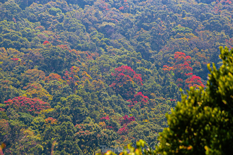 Bán đảo Sơn Trà (quận Sơn Trà, TP. Đà Nẵng) được thiên nhiên ưu ái ban tặng một vẻ đẹp vô cùng thơ mộng, huyền bí với núi rừng bạt ngàn và khung cảnh mênh mông sóng biển. Bán đảo Sơn Trà (quận Sơn Trà, TP. Đà Nẵng) được thiên nhiên ưu ái ban tặng một vẻ đẹp vô cùng thơ mộng, huyền bí với núi rừng bạt ngàn và khung cảnh mênh mông sóng biển.