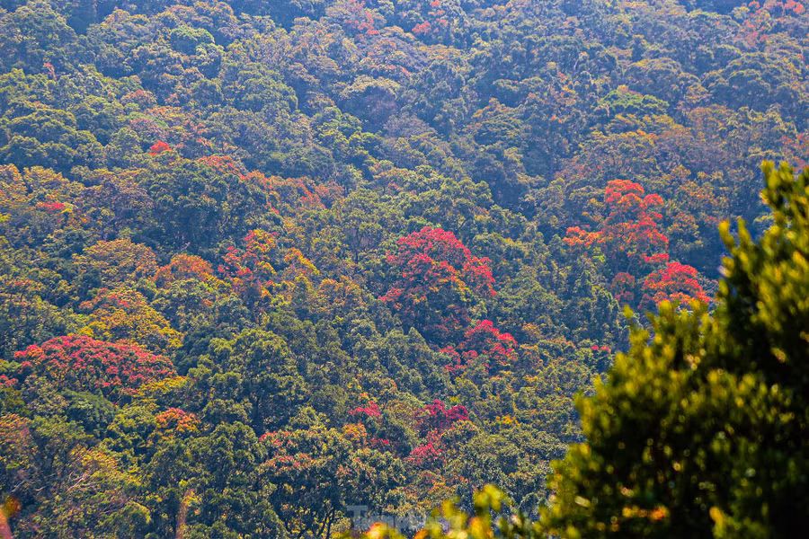 Bán đảo Sơn Trà (quận Sơn Trà, TP. Đà Nẵng) được thiên nhiên ưu ái ban tặng một vẻ đẹp vô cùng thơ mộng, huyền bí với núi rừng bạt ngàn và khung cảnh mênh mông sóng biển. Bán đảo Sơn Trà (quận Sơn Trà, TP. Đà Nẵng) được thiên nhiên ưu ái ban tặng một vẻ đẹp vô cùng thơ mộng, huyền bí với núi rừng bạt ngàn và khung cảnh mênh mông sóng biển.