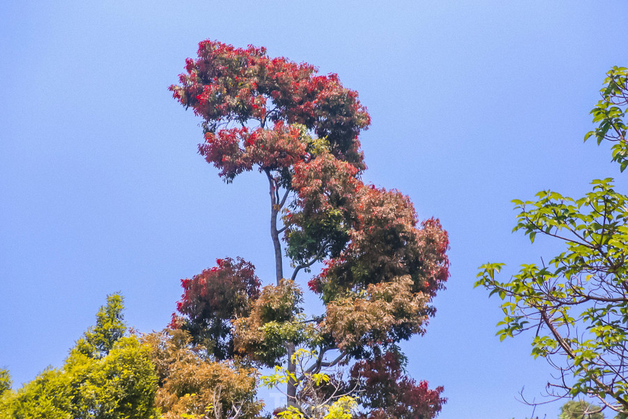 Người dân, du khách khi đến với bán đảo Sơn Trà có thể ngắm hoa, vừa ngắm trọn được cả thành phố Đà Nẵng từ trên cao. Chắc chắn, cảnh sắc tuyệt vời sẽ tạo ấn tượng khó quên với mỗi người khi đặt chân đến đây. Người dân, du khách khi đến với bán đảo Sơn Trà có thể ngắm hoa, vừa ngắm trọn được cả thành phố Đà Nẵng từ trên cao. Chắc chắn, cảnh sắc tuyệt vời sẽ tạo ấn tượng khó quên với mỗi người khi đặt chân đến đây.