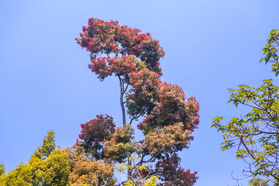 Người dân, du khách khi đến với bán đảo Sơn Trà có thể ngắm hoa, vừa ngắm trọn được cả thành phố Đà Nẵng từ trên cao. Chắc chắn, cảnh sắc tuyệt vời sẽ tạo ấn tượng khó quên với mỗi người khi đặt chân đến đây. Người dân, du khách khi đến với bán đảo Sơn Trà có thể ngắm hoa, vừa ngắm trọn được cả thành phố Đà Nẵng từ trên cao. Chắc chắn, cảnh sắc tuyệt vời sẽ tạo ấn tượng khó quên với mỗi người khi đặt chân đến đây.
