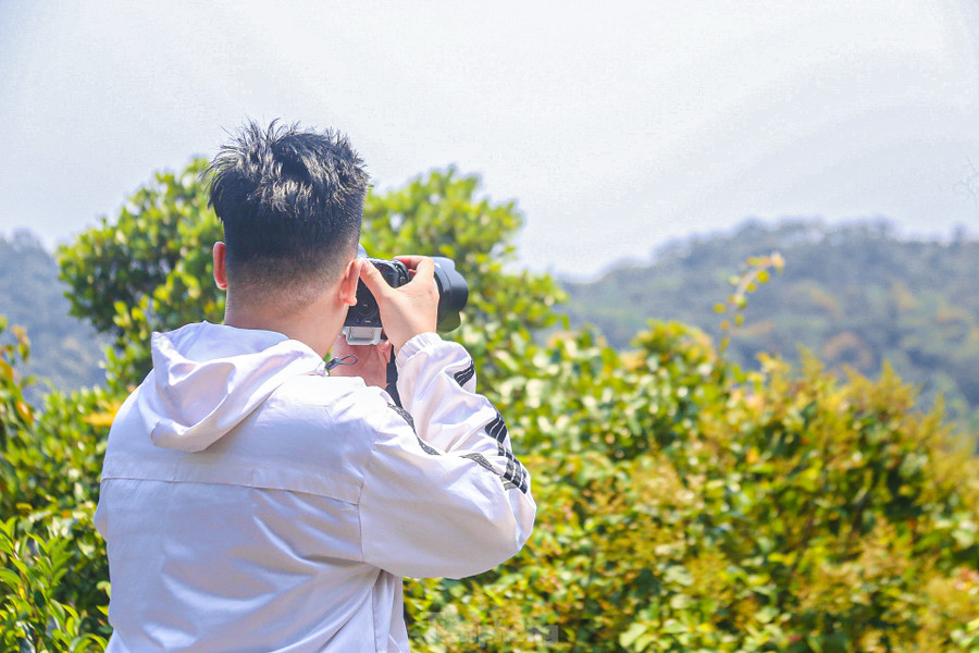 Bạn Hồ Phan Bảo Lâm sống ở Đà Nẵng cho biết, năm nào tới tháng 4 cũng đến đây để ngắm hoa và săn những bức hình đẹp. “Những dịp như thế này mình có thể ngắm được loài Voọc Chà vá chân nâu quý hiếm và nhiều loài hoa khoe sắc. Vào mùa hoa lim xẹt nở rộ cũng là lúc loài linh trưởng này ra để tìm thức ăn nên mình có thể ngắm nhìn chúng rất gần, còn không thì rất khó bắt gặp chúng”, bạn Lâm nói. Bạn Hồ Phan Bảo Lâm sống ở Đà Nẵng cho biết, năm nào tới tháng 4 cũng đến đây để ngắm hoa và săn những bức hình đẹp. “Những dịp như thế này mình có thể ngắm được loài Voọc Chà vá chân nâu quý hiếm và nhiều loài hoa khoe sắc. Vào mùa hoa lim xẹt nở rộ cũng là lúc loài linh trưởng này ra để tìm thức ăn nên mình có thể ngắm nhìn chúng rất gần, còn không thì rất khó bắt gặp chúng”, bạn Lâm nói.