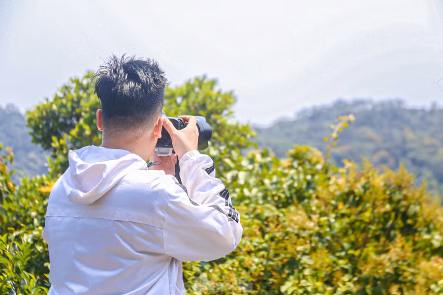 Bạn Hồ Phan Bảo Lâm sống ở Đà Nẵng cho biết, năm nào tới tháng 4 cũng đến đây để ngắm hoa và săn những bức hình đẹp. “Những dịp như thế này mình có thể ngắm được loài Voọc Chà vá chân nâu quý hiếm và nhiều loài hoa khoe sắc. Vào mùa hoa lim xẹt nở rộ cũng là lúc loài linh trưởng này ra để tìm thức ăn nên mình có thể ngắm nhìn chúng rất gần, còn không thì rất khó bắt gặp chúng”, bạn Lâm nói. Bạn Hồ Phan Bảo Lâm sống ở Đà Nẵng cho biết, năm nào tới tháng 4 cũng đến đây để ngắm hoa và săn những bức hình đẹp. “Những dịp như thế này mình có thể ngắm được loài Voọc Chà vá chân nâu quý hiếm và nhiều loài hoa khoe sắc. Vào mùa hoa lim xẹt nở rộ cũng là lúc loài linh trưởng này ra để tìm thức ăn nên mình có thể ngắm nhìn chúng rất gần, còn không thì rất khó bắt gặp chúng”, bạn Lâm nói.