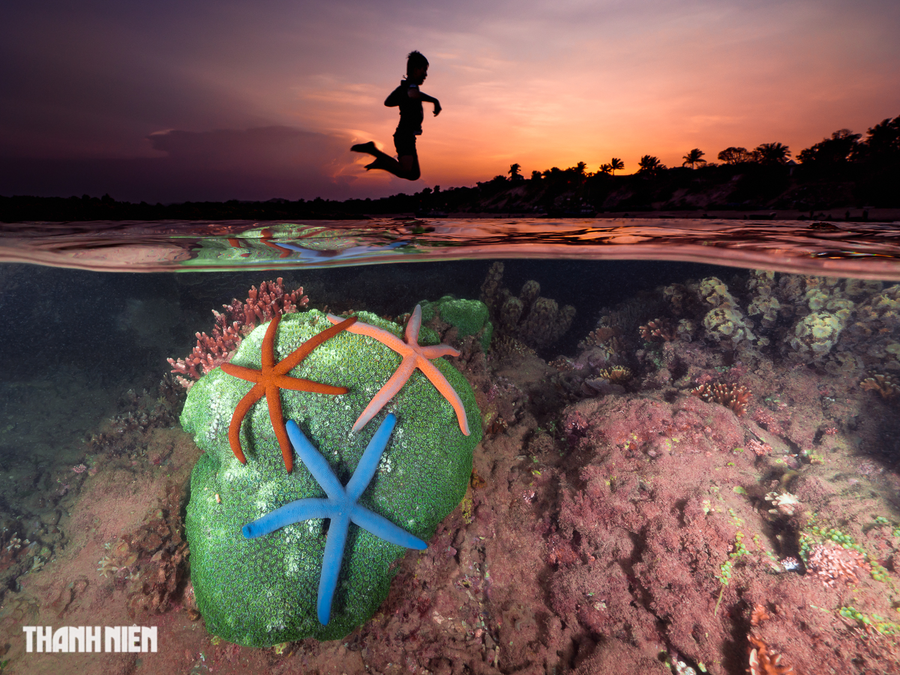 &quot;Đặc sản tự nhiên&quot; Hòn Yến là rạn san hô nước nông ven bờ, tựa như &quot;vườn đá nở hoa&quot;, lộ thiên đúng vào dịp những ngày đầu tháng hoặc giữa tháng âm lịch, thỉnh thoảng xuất hiện những con sao biển nổi bật trên mặt nước lung linh. Ảnh: NGUYỄN NGỌC THIỆN