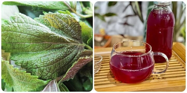 Lá tía tô rất tốt cho sức khỏe Lá tía tô rất tốt cho sức khỏe