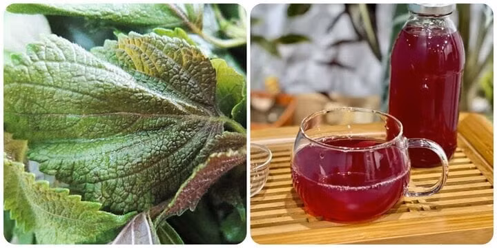 Lá tía tô rất tốt cho sức khỏe