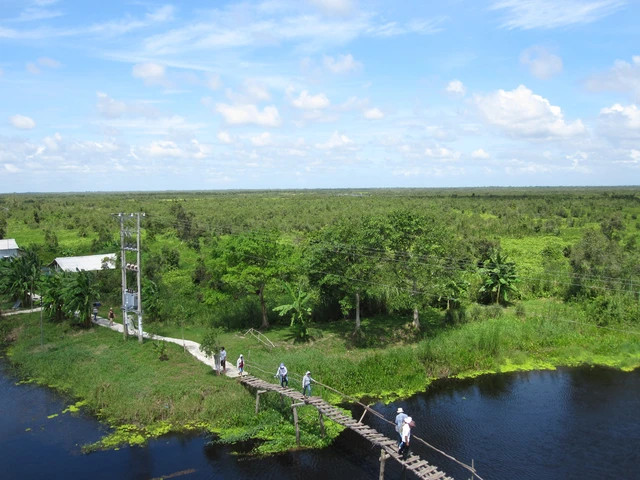 Rừng U Minh Thượng. Ảnh: Internet