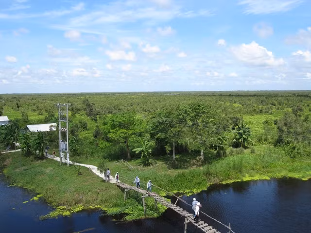 Rừng U Minh Thượng. Ảnh: Internet