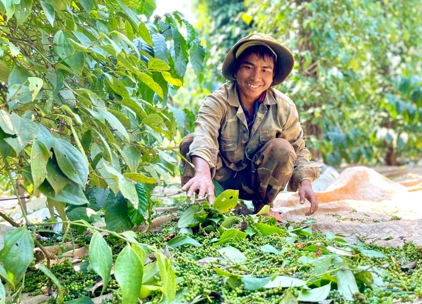 Nông dân thu hoạch hồ tiêu. Ảnh: Vũ Thảo