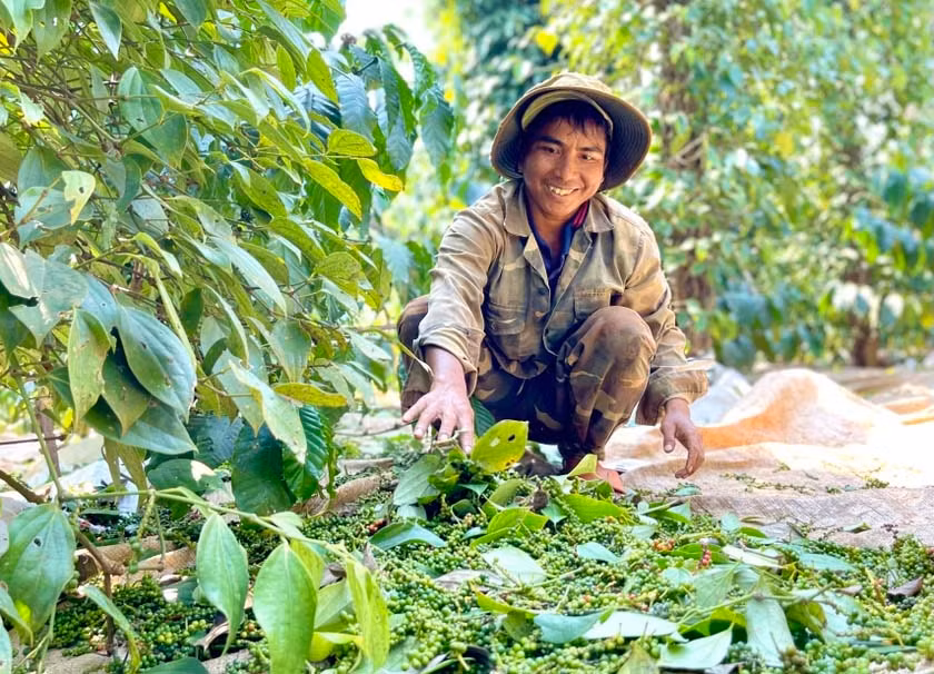 Nông dân thu hoạch hồ tiêu. Ảnh: Vũ Thảo