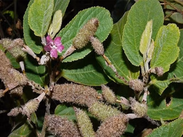 Hình dáng cây an xoa. Ảnh: CMH