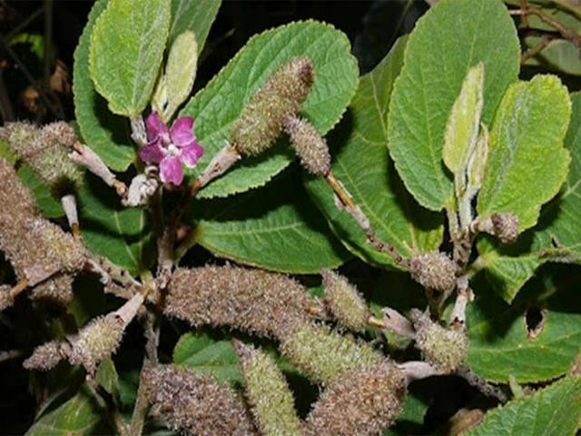 Hình dáng cây an xoa. Ảnh: CMH