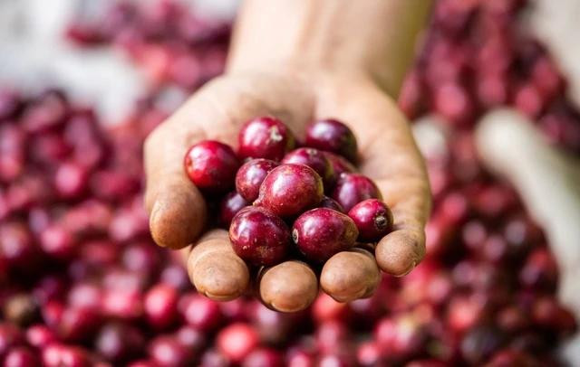 Chất lượng cà phê robusta Việt Nam là điều rất khó thay thế trong công thức pha chế đối với các nhà rang xay thế giới. Ảnh: MINH ĐĂNG