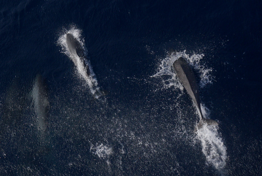 Chúng lao lên không rồi cắm xuống nước. Ảnh: L.Q.P Chúng lao lên không rồi cắm xuống nước. Ảnh: L.Q.P