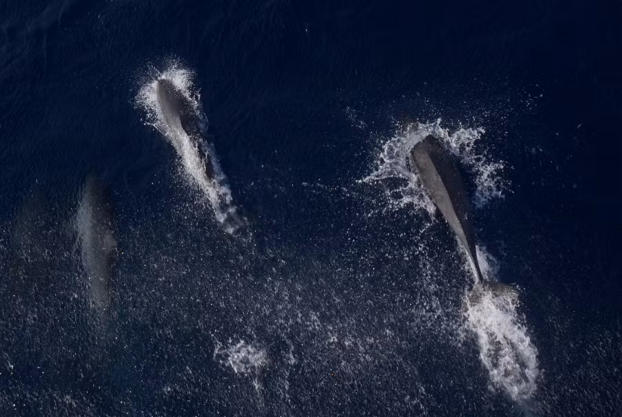 Chúng lao lên không rồi cắm xuống nước. Ảnh: L.Q.P