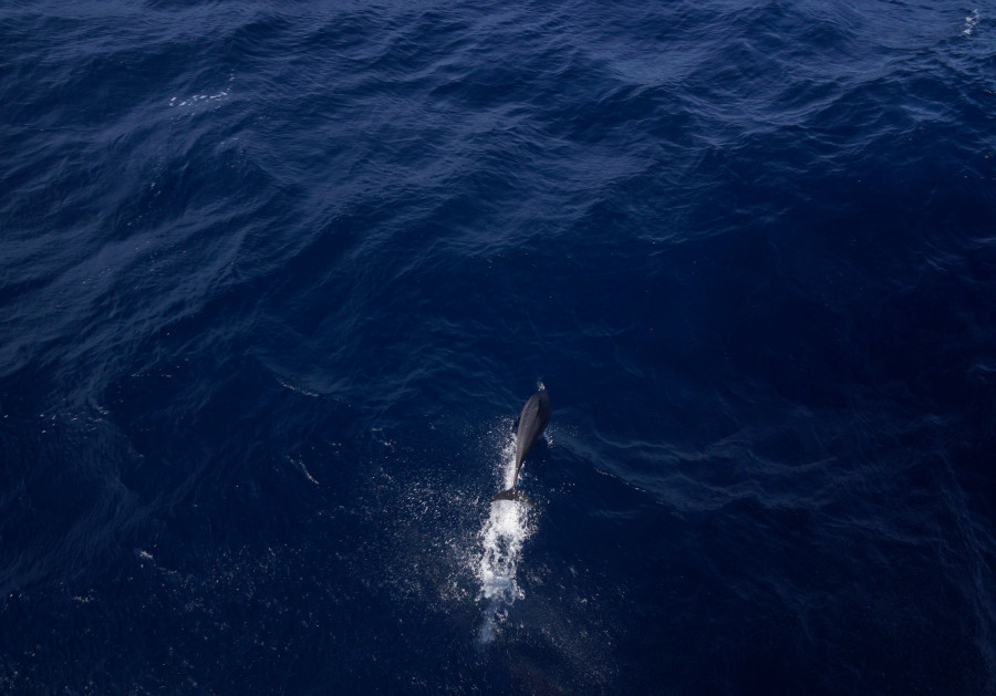 Vẻ đẹp huyền bí của đại dương, khi một chú cá heo trình diễn đơn lẻ. Ảnh: L.Q.P Vẻ đẹp huyền bí của đại dương, khi một chú cá heo trình diễn đơn lẻ. Ảnh: L.Q.P